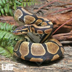 Male Pos Super Mandarin Ball Python #J40