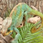 Parsons Chameleon For Sale