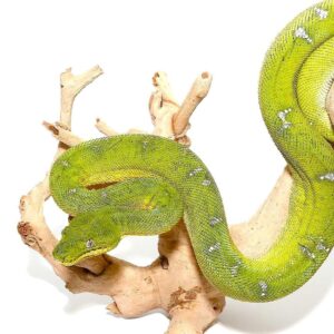 Emerald Tree Boa For Sale