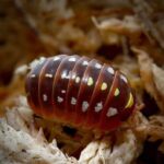 Armadillidium Klugii Montenegro Isopods For Sale