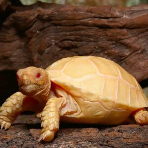 Albino Sulcata Tortoise For Sale