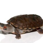 Indian Brown Roofed Turtle For Sale