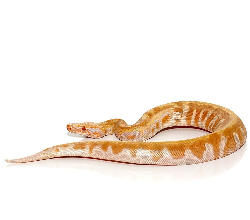 Baby T Negative Albino Blood Python