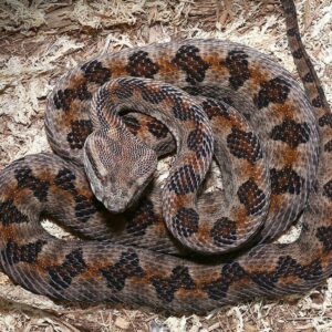 Elegant Pit Viper For Sale