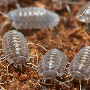 Plantin Tung Song Isopods For Sale
