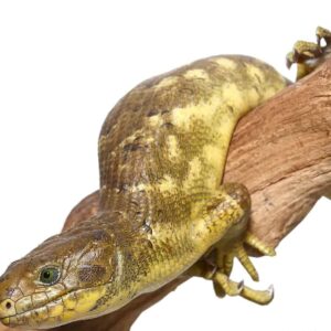 Banana Monkey Tail Skink For Sale