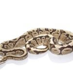 Super Vanilla Ball Python