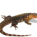 Yellow Back Spiny Tail Iguana For Sale