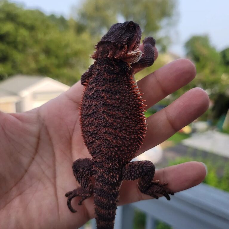 Red Bearded Dragon: Colors, Care, Red Monster Bloodlines & Buying Guide