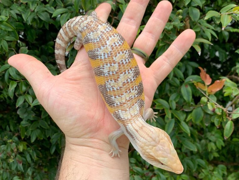 Blue Tongue Skink Care Guide for Beginners
