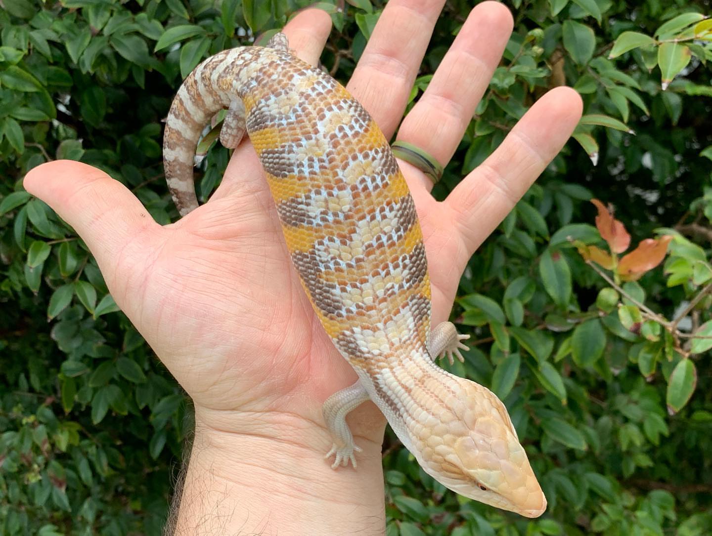 Blue Tongue Skink care guide for beginners