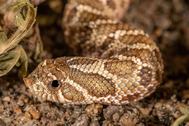 Are Hognose Snakes Venomous? What Every Keeper Should Know