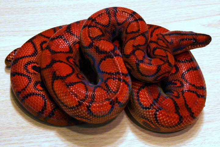 Brazilian rainbow boa showing dark markings and iridescent scales