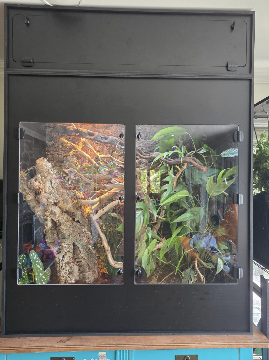 Glass terrarium vs PVC enclosure for corn snakes comparison guide