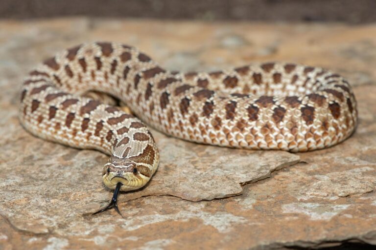 How Big Do Hognose Snakes Get? Male vs Female Size Guide