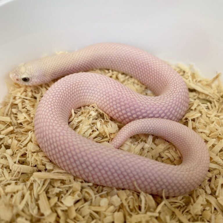 How Much Do Hognose Snakes Cost? Complete Price Guide