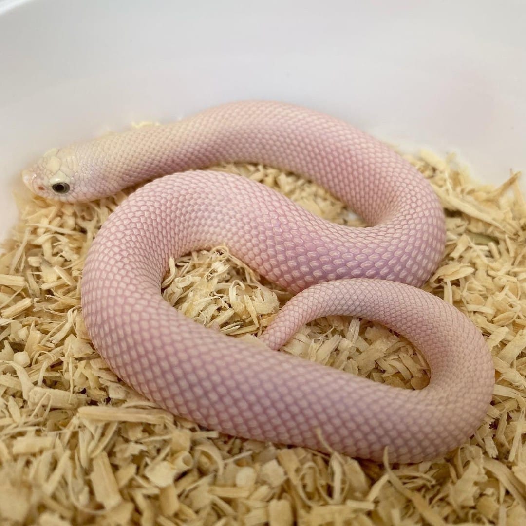 How much do Hognose snakes cost - captive bred Western Hognose snake