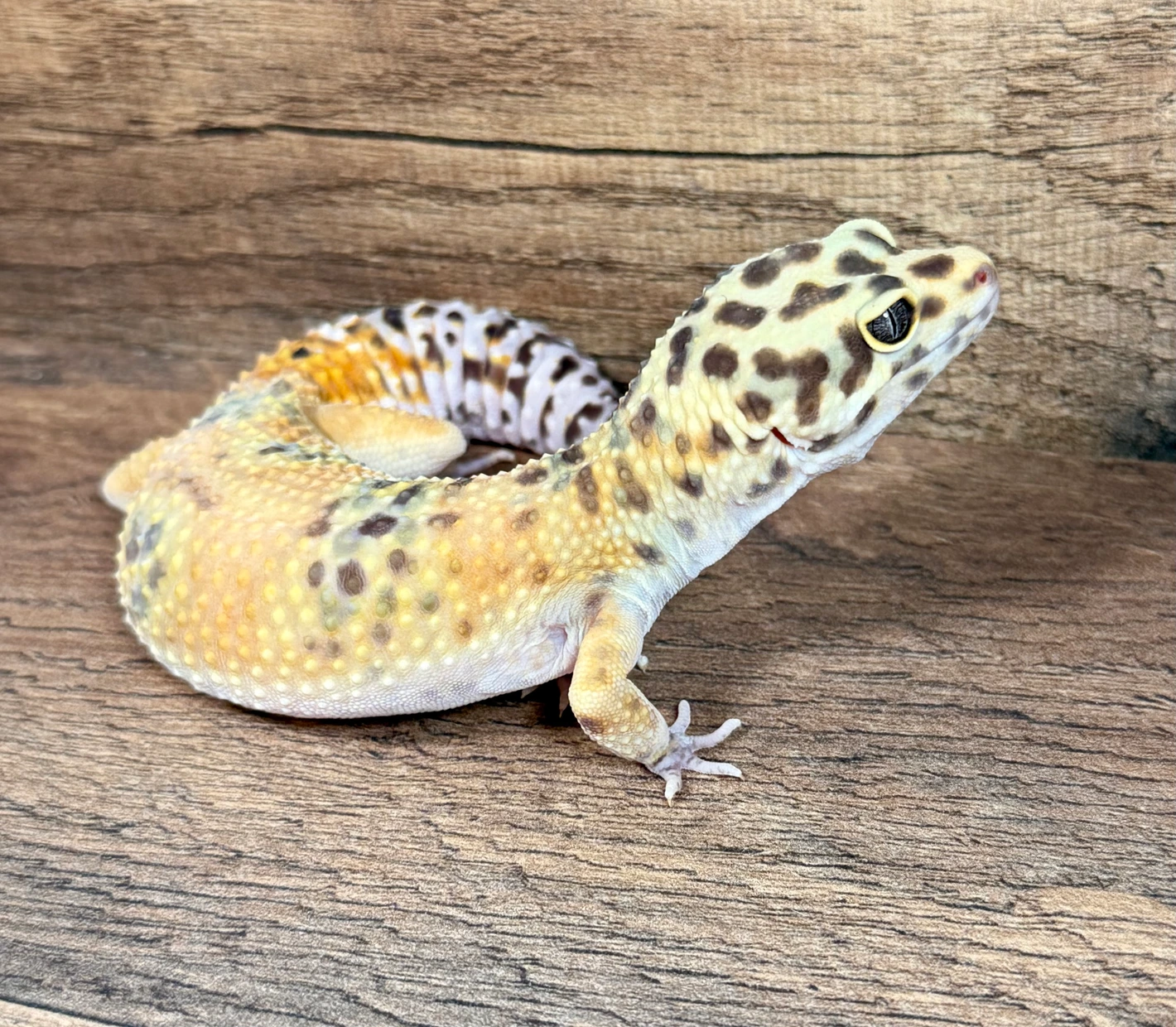 Leopard gecko