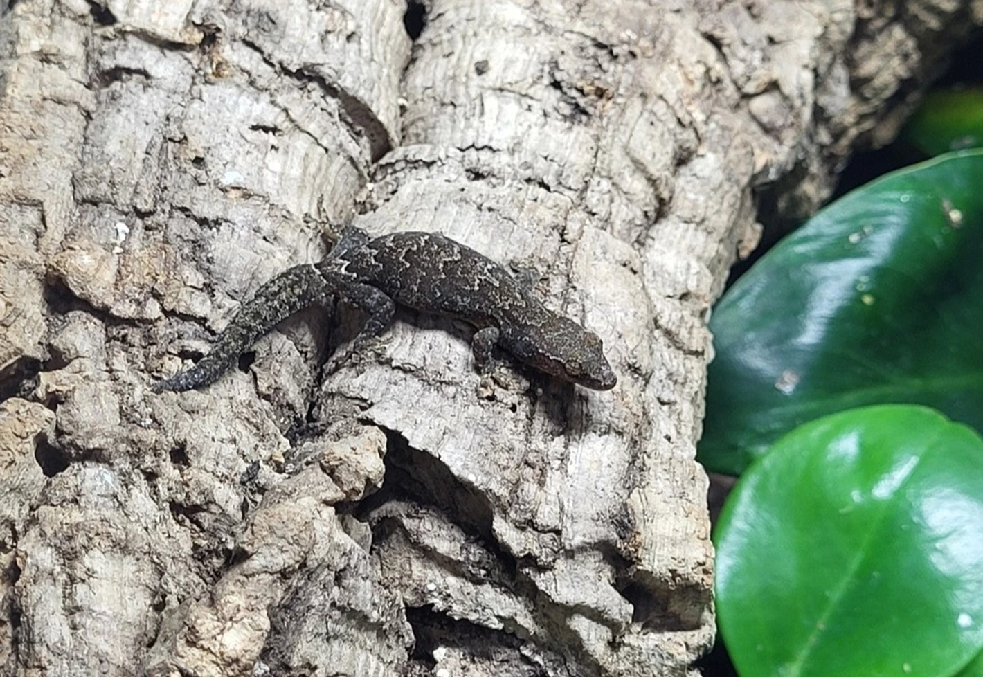Mourning gecko