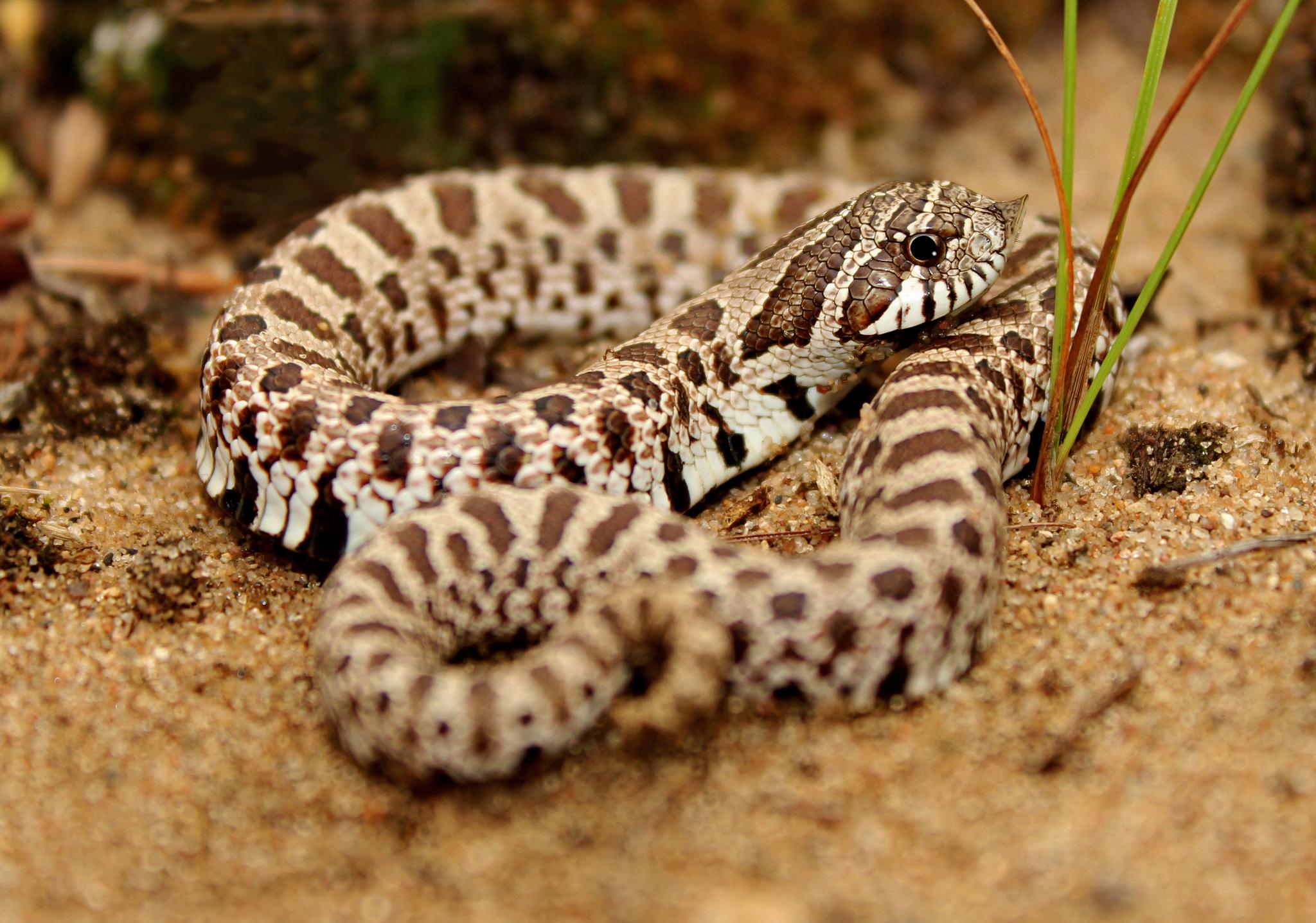 Where to buy a hognose snake from a captive-bred reptile breeder